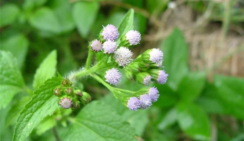 Amazing Facts about Goat Weed You Should Know!