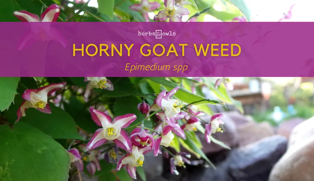 Goat Weed China - Amazing Facts about Goat Weed You Should Know!