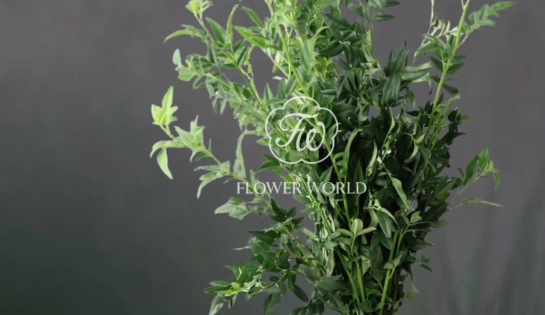 goat weed – Flower World