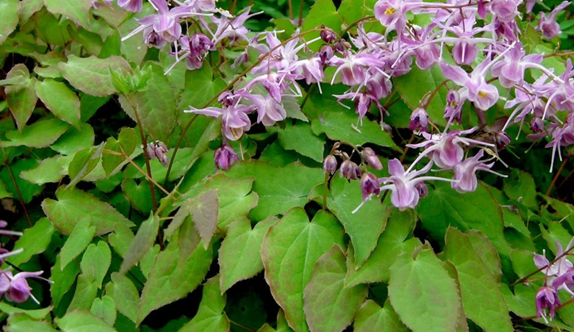 Horny goat weed (Barrenwort) facts and benefits