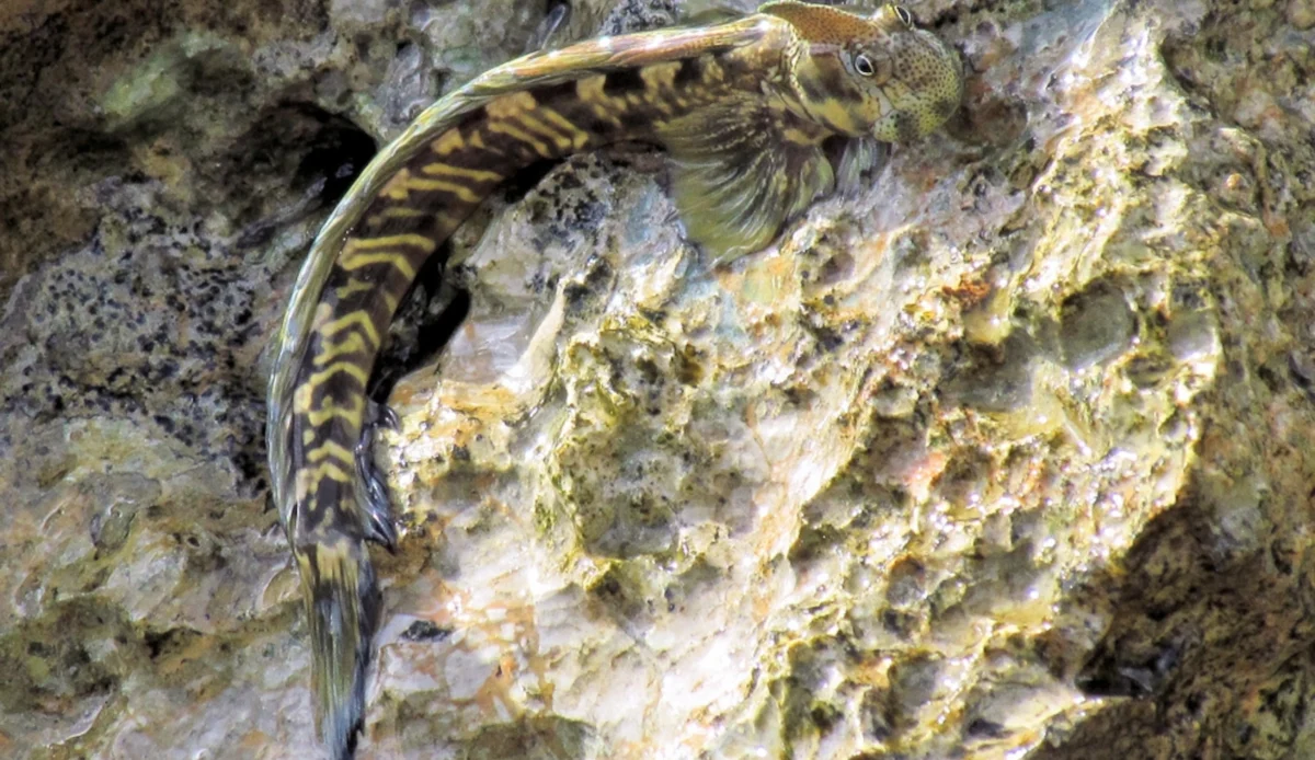 The Walking Fish: You Might Never See it Before!!! Don’t Miss it.