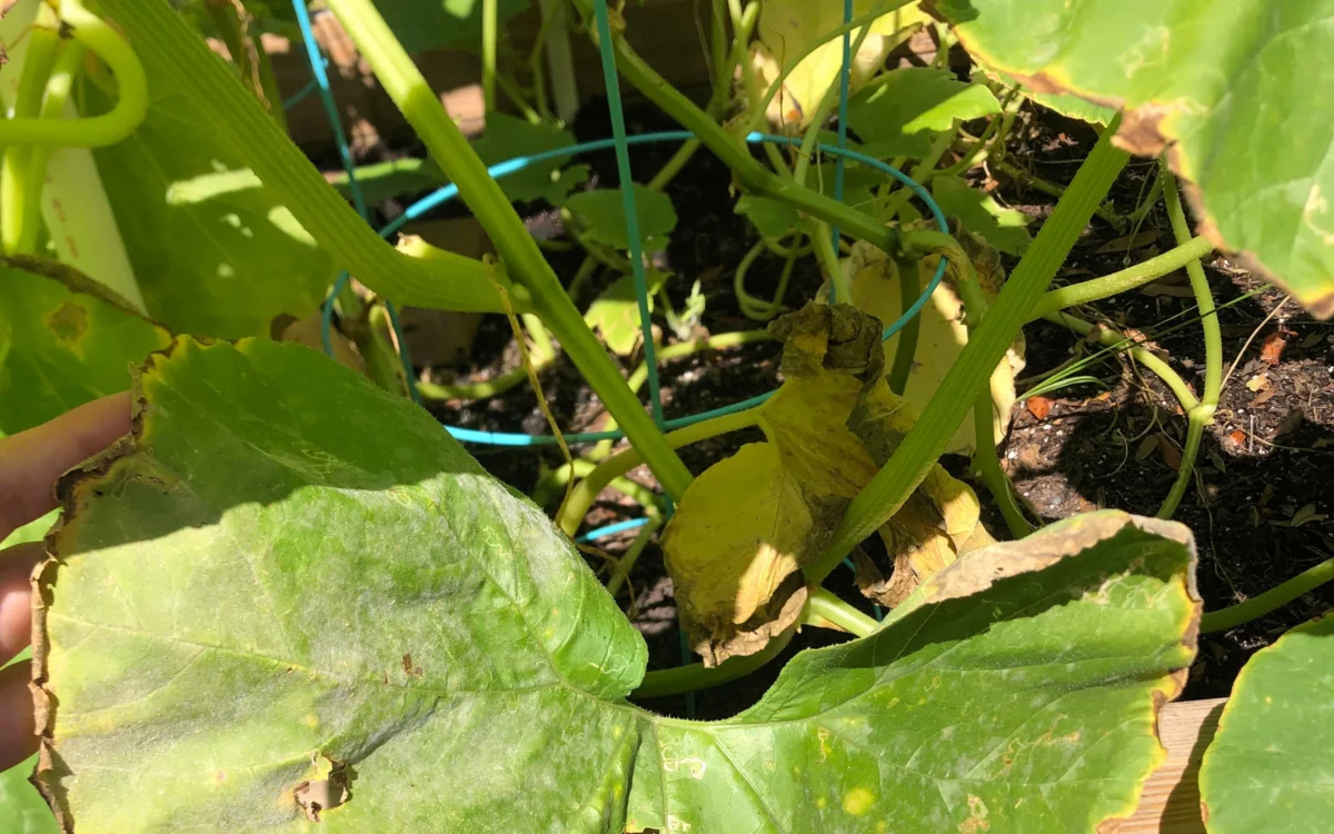 Squash vines stopped producing flowers and the leaves look so sad. No