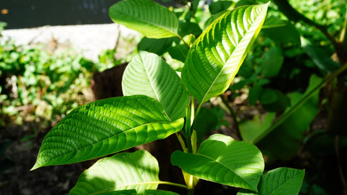 Two Ole Miss students found dead in cases involving kratom