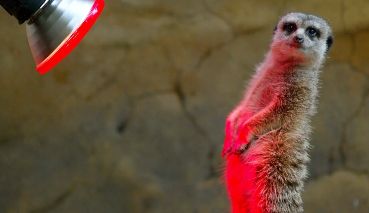 What Happened to Periscope and Meerkat? Live Became a Feature