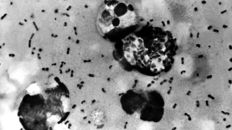 What is pneumonic plague and how dangerous is it?