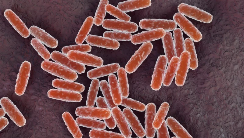 Is pneumonic plague in America? What to know as the infection spreads